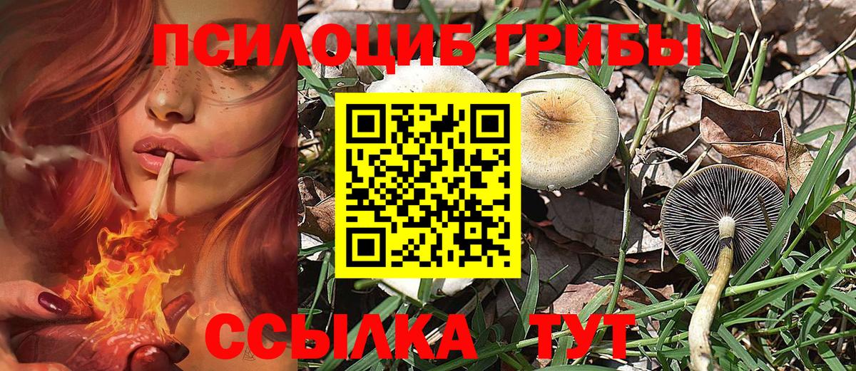 Псилоцибиновые грибы Psilocybine cubensis Малоярославец